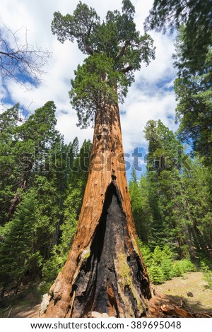 sequoia national park single girls Best easy day hiking guide and trail map bundle: sequoia and kings canyon national park (best easy day hikes series) jan 25, 2011. sequoia national park single girls Best easy day hiking guide and trail map bundle: sequoia and kings canyon national park (best easy day hikes series) jan 25, 2011.