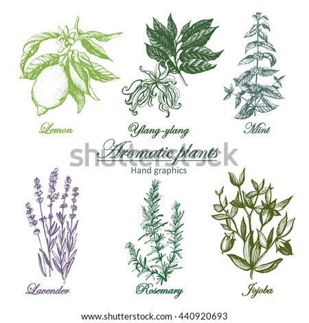 Set Aromatic Herbs I