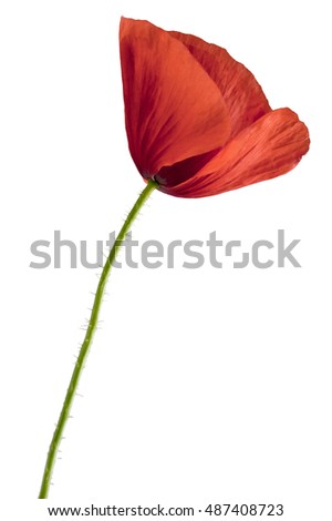 Poppy Flower Stock Images, Royalty-Free Images & Vectors | Shutterstock