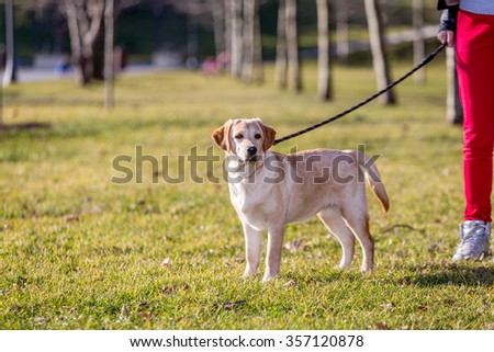 Pug Running On Dog Walk Agility Stock Photo 404204536 Pug Running On Dog Walk Agility Stock Photo 404204536