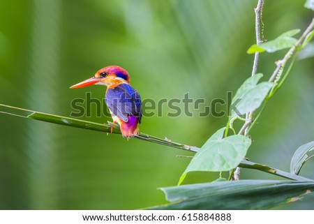 Black Backed Kingfisher Diet Plans