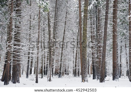 Snow covered tree in yosemite