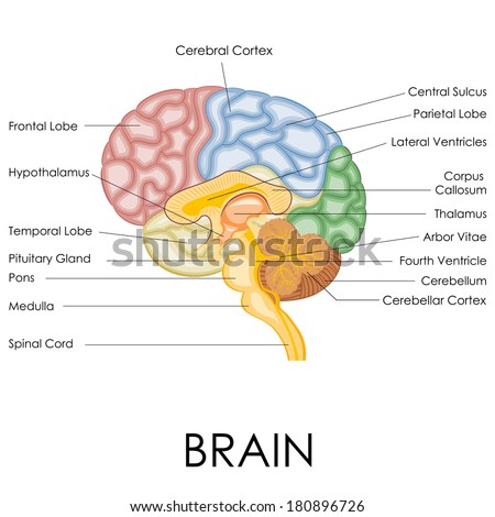 Vector Illustration Human Brain Anatomy Stock Vector 180896726 ...