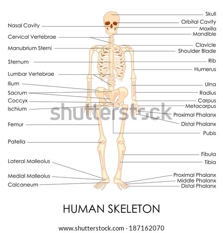 Skeletal System Stock Photos, Images, & Pictures | Shutterstock