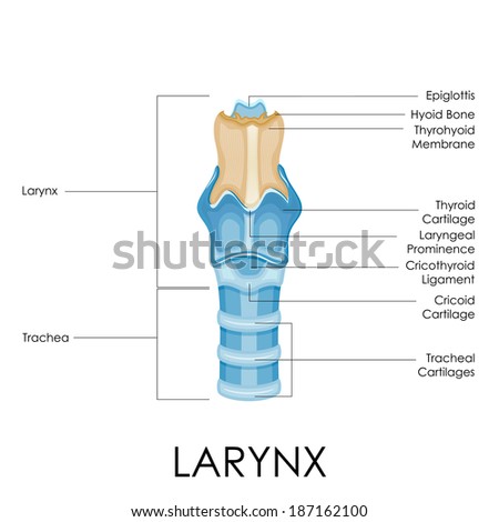 Hyoid Bone Stock Images, Royalty-Free Images & Vectors | Shutterstock