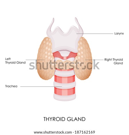 diagram of thyroid gland vector illustration diagram thyroid gland stock vector diagram of thyroid gland vector illustration diagram thyroid gland stock vector