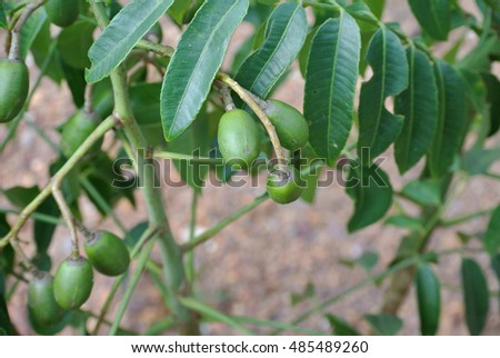 top 28 plum tree scientific name image mirabelle prunus domestica subsp syriaca 483334 top 28 plum tree scientific name image mirabelle prunus domestica subsp syriaca 483334