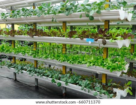 Vegetables are grown using fertigation system. Vegetables can be planted in a small space and arranged vertically. Using less soil and water mixed with fertilizer supplied by drip irrigation.