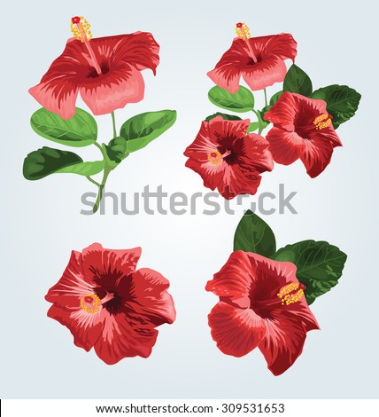 Hibiscus Leaves Stock Images, Royalty-Free Images & Vectors | Shutterstock