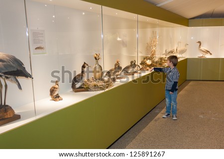 Little Child In Museum Pointing At Birds On Display A Cabinet Little Child In Museum Pointing At Birds On Display A Cabinet