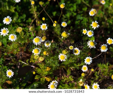 Tiny Cotula Turbinata Funnel Weed Flowers Stock Photo 1028731843 ...