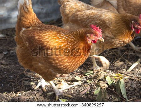 hatching hybrid sex link chickens hatching hybrid sex link chickens