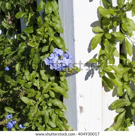 Plumbago Stock fotos billeder til fri afbenyttelse og vektorer 