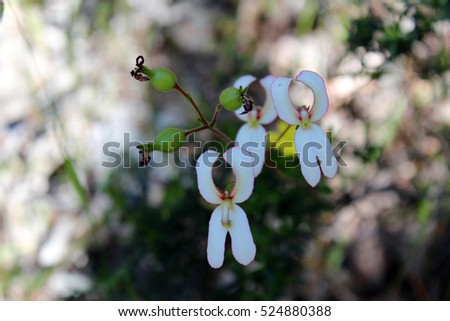Dicotyledonous Stock Photos Royalty-Free Images Vectors 