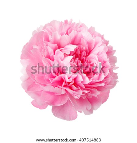 pink peonies stock images, royalty-free images & vectors pink peonies stock images, royalty-free images & vectors