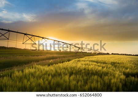 Irrigation system on wheels on wheat field at sunset in spring. Agricultural technologies