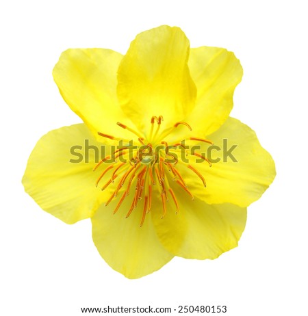 A real fresh ochna integerrima flower for New Lunar Year in Vietnam isolated on white