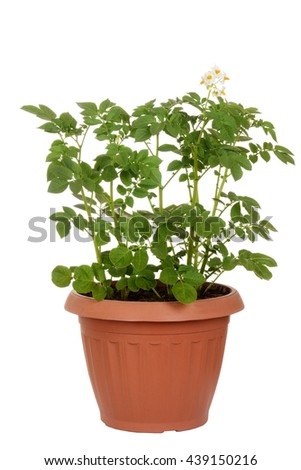Russet Potato Plant In Pot Russet Potato Plant In Pot