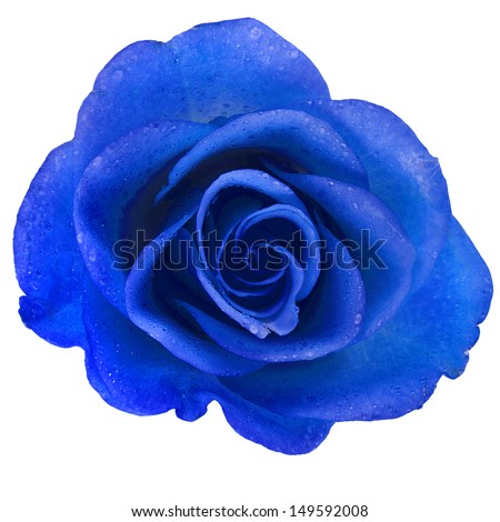 Blue Rose Stock Photos, Images, & Pictures | Shutterstock
