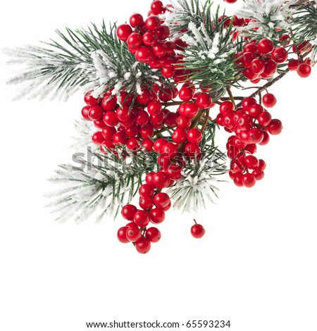 winter red berries stock images royalty free images winter red berries stock images royalty free images