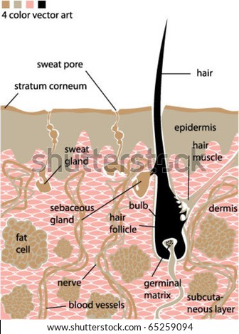 human skin stock images royalty free images vectors sweat gland stock images royalty free images vectors human skin stock images royalty free images vectors sweat gland stock images royalty free images vectors