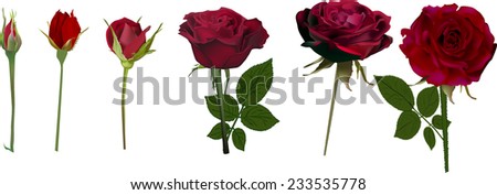 Blooming Flowers Stock Vectors, Images & Vector Art | Shutterstock