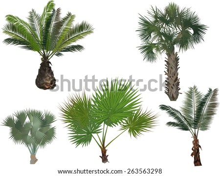 3 Different Palm Trees Top Front Stock Vector 152537342 - Shutterstock