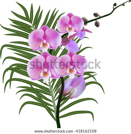 illustration with pink orchids and green leaf isolated on white background