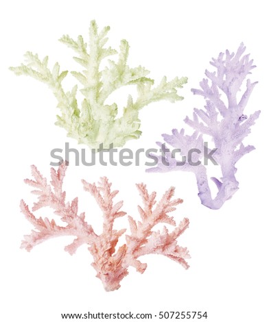 three light corals isolated on white background