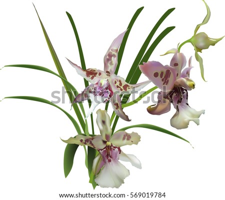 illustration with lilac and white orchids branch isolated on white background