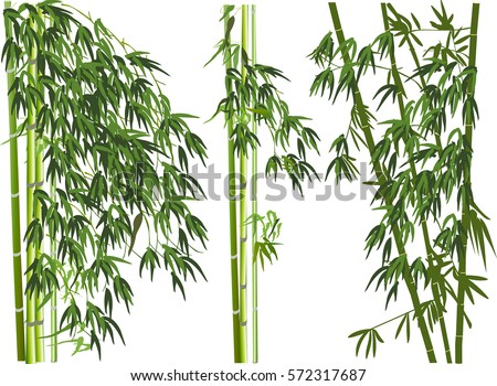 illustration with green bamboo plants on white background