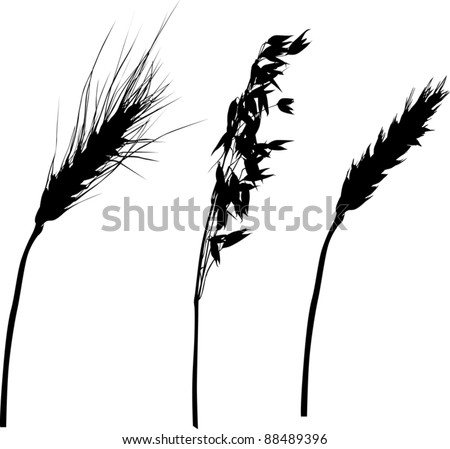 Wheat stalk Stock Photos, Images, & Pictures | Shutterstock