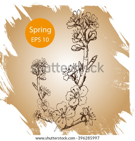 Vector background sketch flowering tree apricot, cherry, Apple, Sakura.