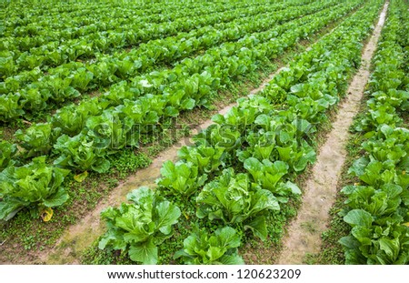 Chinese Cabbage Field Country Side Stock Photo 120623209 - Shutterstock