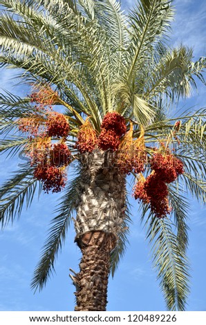 Figs On Palm Tree On Blue Stock Photo 120489226 - Shutterstock