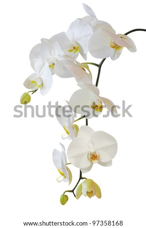 White orchid isolated on white