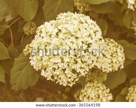 Planta Stock Photos Royalty-Free Images Vectors