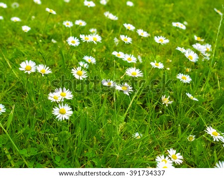 Asterids Stock Photos Royalty-Free Images Vectors