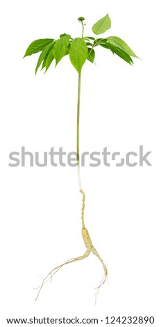 Fresh ginseng and leaves isolated on white background.