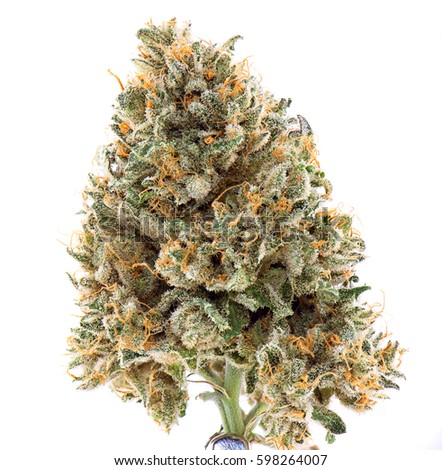 very sexy hot girl fuck by donkey medical marijuana dating service