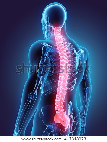 3D illustration of Spine - Part of Human Organic.