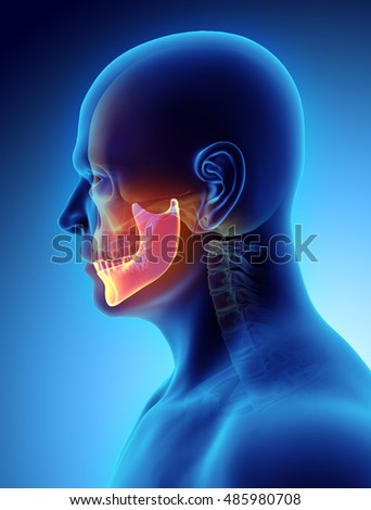 Human Jaw Bone Stock Images, Royalty-Free Images & Vectors | Shutterstock