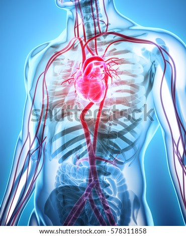 Cardiovascular Stock Images, Royalty-Free Images & Vectors | Shutterstock