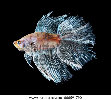 Pussy betta fish Fisting assholes gape fisting assholes