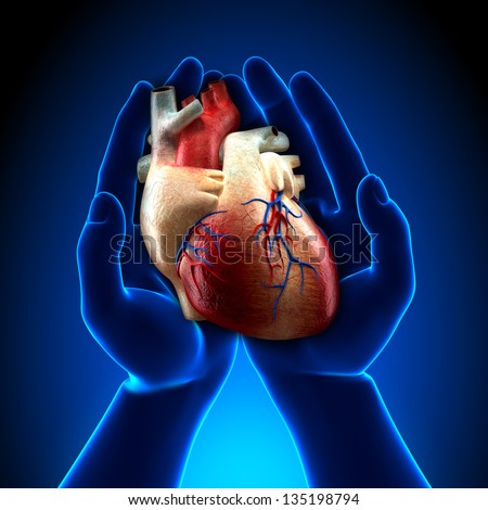 Real Heart in Blue Hands - stock photo