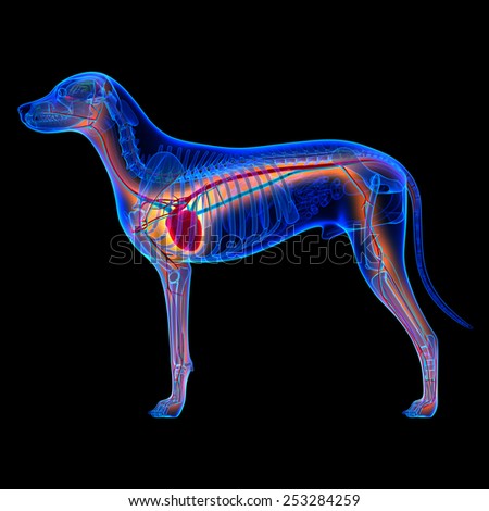 Canine cross section heart