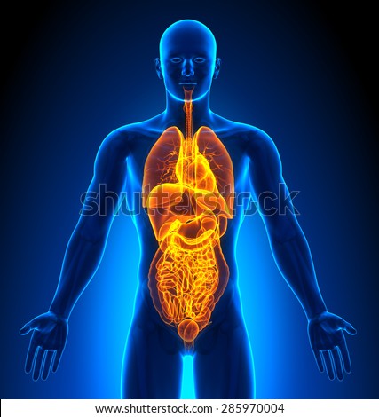 Internal Medicine Stock Photos, Images, & Pictures | Shutterstock