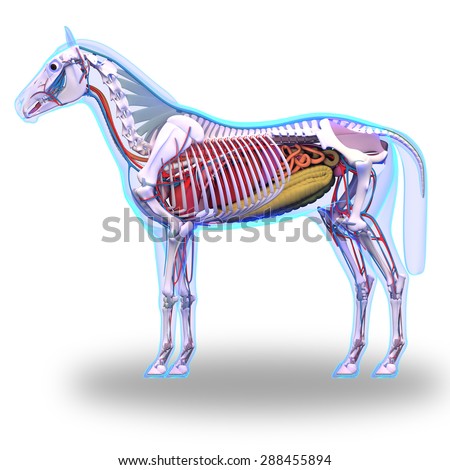 decade3d - anatomy online's Portfolio on Shutterstock