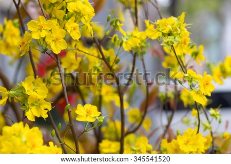 Hoa Mai tree (Ochna Integerrima) flower, traditional lunar new year in Vietnam