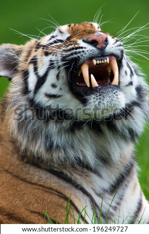 Tiger Teeth Stock Images, Royalty-Free Images & Vectors | Shutterstock